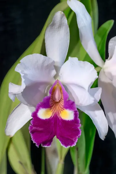 Cattleya warscewiczii fma-alba 'Blanca'