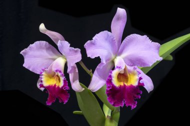 Cattleya Gloriette 'Superba' 1928 yılından kalma melez bir sığır orkidesi.