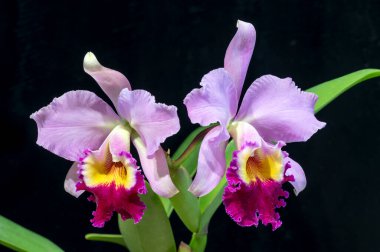Cattleya Gloriette 'Superba' 1928 yılından kalma melez bir sığır orkidesi.