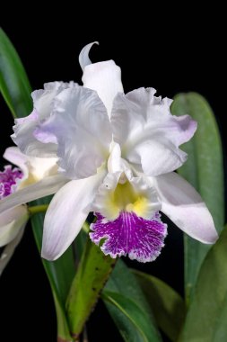 Cattleya lueddemanniana semi-alba 'Angel Falls', a white flowered orchid plant with colored lip clipart