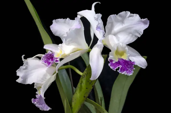 stock image Cattleya lueddemanniana semi-alba 'Angel Falls', a white flowered orchid plant with colored lip