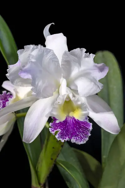 stock image Cattleya lueddemanniana semi-alba 'Angel Falls', a white flowered orchid plant with colored lip