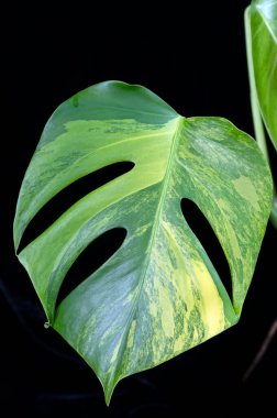 Monstera borsigiana aurea variegata, daha koyu yeşil yaprakların üzerine sarı ve limon yeşili lekeleri serpiştirilmiş nadir bulunan bir bitki.. 