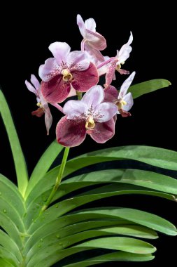 Vanda ('Lenavat' x 'Sun Tan') x 'Fuchs Cheers', a hybrid orchid from Thailand, growing in a vase clipart