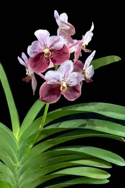 stock image Vanda ('Lenavat' x 'Sun Tan') x 'Fuchs Cheers', a hybrid orchid from Thailand, growing in a vase