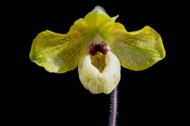 Paphiopedilum 'Norito Hasegawa', tropikal bir tropikal orkide.