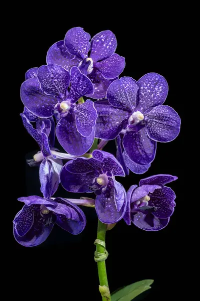 Vanda Jake Justin Tkatchenko, Tayland 'dan bir melez orkide (Vanda Chulee Classic Vanda Fantastik Fanfare) koyu mavi renkli