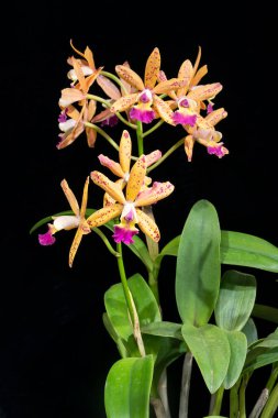 Cattleya Tropical Pointer 'Amethyst', a hybrid orchid flower created by Suwada Orchids of Japan, with yellow and pink spotted flowers clipart