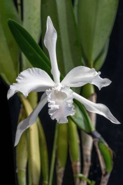 Cattleya lobata fma. alba 'Plena', an orchid plant that used to be categorized as a Brazilian Laelia. clipart