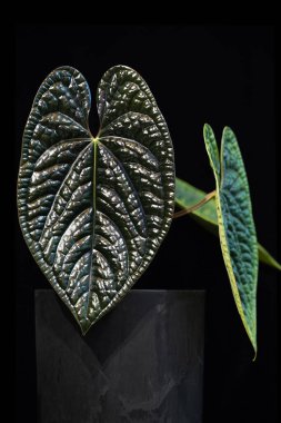 Anthurium lüksörleri, güçlü dokulu, kabartmalı yaprakları olan nadir bir tropikal aroid bitkisi. Yeni yapraklar neredeyse siyah.