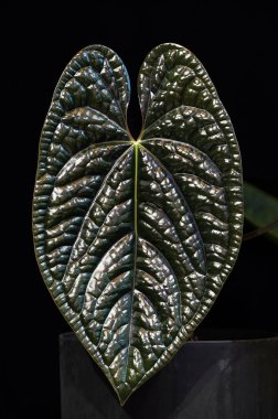 Anthurium lüksörleri, güçlü dokulu, kabartmalı yaprakları olan nadir bir tropikal aroid bitkisi. Yeni yapraklar neredeyse siyah.