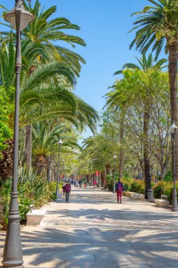 İspanya 'nın Malaga kentindeki Paseo del Park kaldırımında palmiye ağaçları var. .