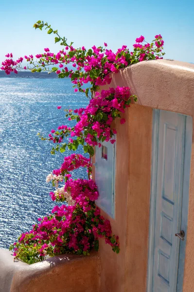 Santorini Grekland Utanför Design Med Bougainvillea Blomma — Stockfoto
