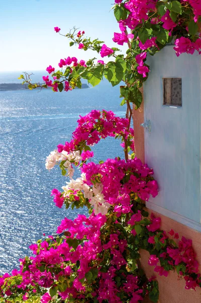 Santorini Grecia Exterior Con Flores Bougainvillea — Foto de Stock