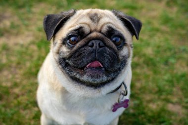 Sevimli paspaslar pug dog puppy kameraya bakıyor .