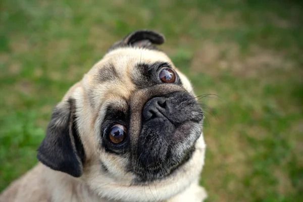 stock image cute mops pug dog puppy looking up into the camera .