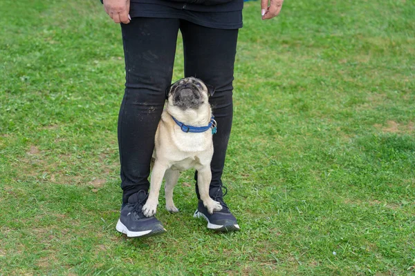 Kadın eğitmen bir köpeğe köpek okulunda ne yapması gerektiğini öğretiyor. .