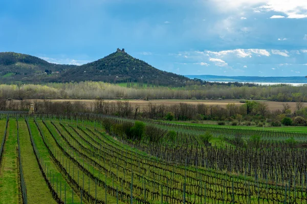 Winnica Winnica Wzgórzu Świętego Jerzego Obok Jeziora Balaton — Zdjęcie stockowe