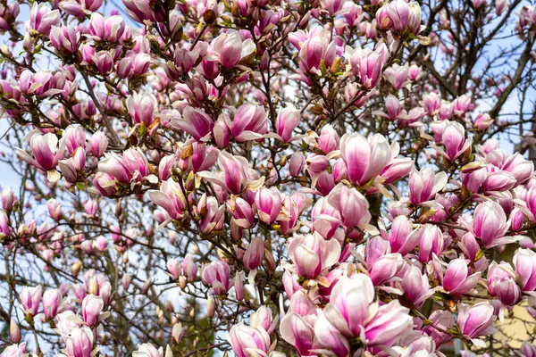 stock image blooming magnolia flower springtime background .