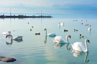 Balaton Gölü Macaristan 'ında Siofok rıhtımında birçok kuğu var. .