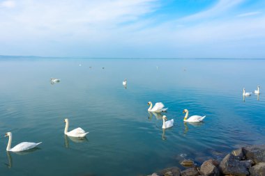 Balaton Gölü 'nde bir sürü kuğu. Macaristan. Mavi su ve gökyüzü. .
