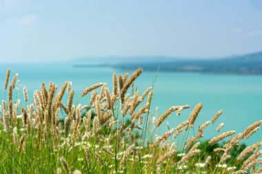 Vahşi çiçekler Balaton Gölü 'nün üzerinde yabani buğday tarlası Tepedeki Hungary .