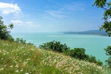 Vahşi çiçekler Balaton Gölü 'nün üzerindeki buğday tarlasında yelkenli teknelerle tepede. .