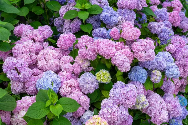 Bahçedeki renkli ortanca bitkisinin yumuşaklığı Pembe Lila mavisi .