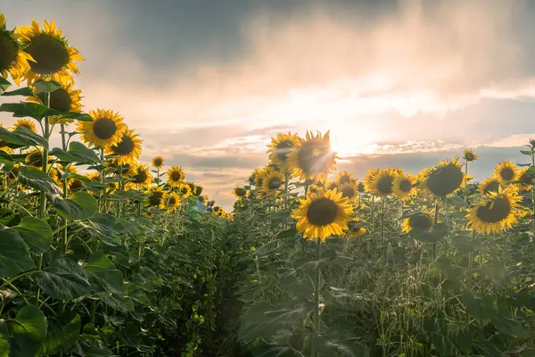 dramatik gökyüzü ve güneş ışığıyla ayçiçeği tarlası .