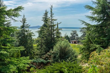 Balaton Gölü üzerinde muhteşem manzaralı çam ağaçları olan güzel bir bahçe. .