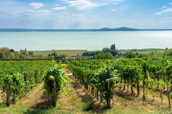Balaton Gölü manzaralı şarap üzümü .