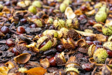 Sıcak sonbahar arkaplanındaki kestaneler .