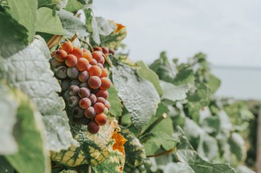 moody wine grape on field with beautiful lake Balaton view . clipart