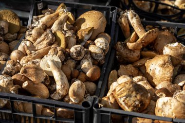 Rovinj Hırvatistan 'daki bir çiftçi pazarında cep ormanı mantarı .