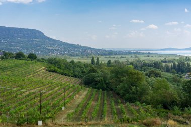 Güzel gölü Balaton manzarası ve Badacsony tepesi olan şarap tarlası üzüm bağı. .