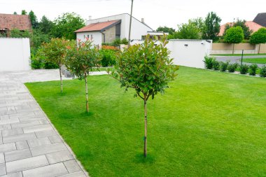 Yeşil otlu bir aile bahçesinde fotinia kırmızı robin ağaçları .