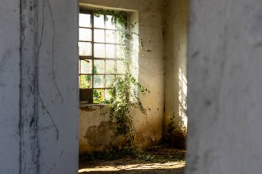 Güneş ışınları ve sarmaşıklı terk edilmiş bina penceresi .