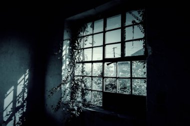 Güneş ışınları ve sarmaşıklı terk edilmiş bina penceresi .