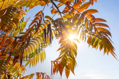 autumn background with vinegar tree rhus typhina sky and sunlight . clipart