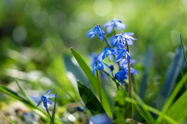 Bahçede yeşil arka planda Scilla Siberica mavi çan çiçeği .