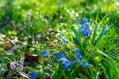 Bahçede yeşil arka planda Scilla Siberica mavi çan çiçeği .