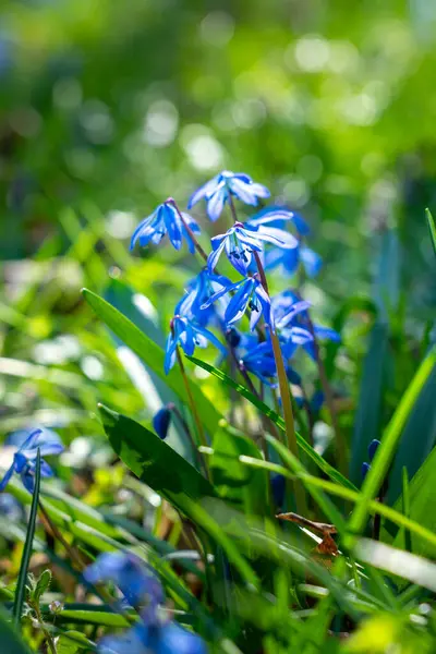 Bahçede yeşil arka planda Scilla Siberica mavi çan çiçeği .