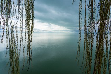 Balatonvilagos Macaristan 'daki Balaton Gölü' nün söğüt ağacıyla yansıması .