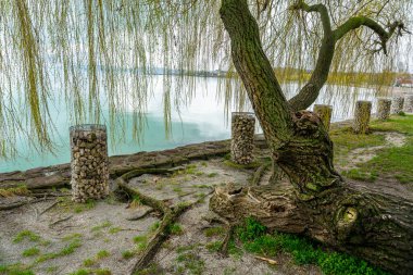 Balatonkenese gezinti güvertesindeki söğüt ağacı .