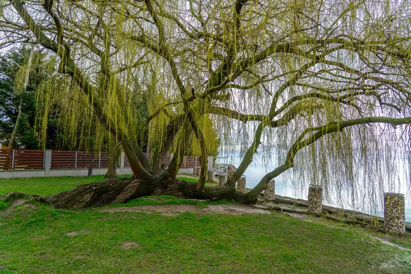 Balatonkenese gezinti güvertesindeki söğüt ağacı .