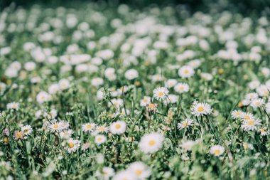 Canlı yeşil çimenlerin arasında çiçek açan beyaz papatyaların büyüleyici görüntüsü, doğanın güzelliğini ve dışarıdaki sükuneti göstermek için mükemmel sakin ve neşeli bir ortam yaratıyor. .
