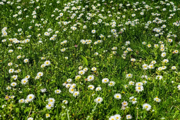 Canlı yeşil çimenlerin arasında çiçek açan beyaz papatyaların büyüleyici görüntüsü, doğanın güzelliğini ve dışarıdaki sükuneti göstermek için mükemmel sakin ve neşeli bir ortam yaratıyor. .