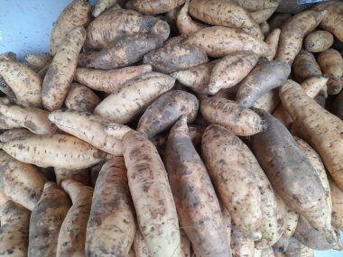 Bir yığın çiğ cilembu (ubi cilembu) tatlı patates yemeği üst görünümü. sağlıklı gıda arka planı kavramı, geleneksel yemek, taze meyve, tazelik, beslenme, beslenme, protein, yaşam tarzı, kahvaltı, öğle yemeği, akşam yemeği, gelenek