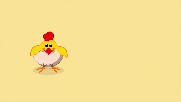 小鸡宝宝从破裂的蛋中窥探出来 可爱的小鸡 — 图库视频影像