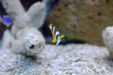 Sarı kuyruklu palyaço balığı, (Amphiprion clarkii)